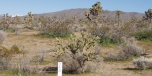 Comercial Land For Sale