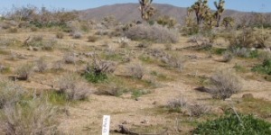 Comercial Land For Sale